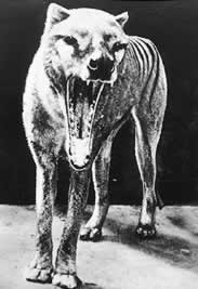 a98_Thylacine